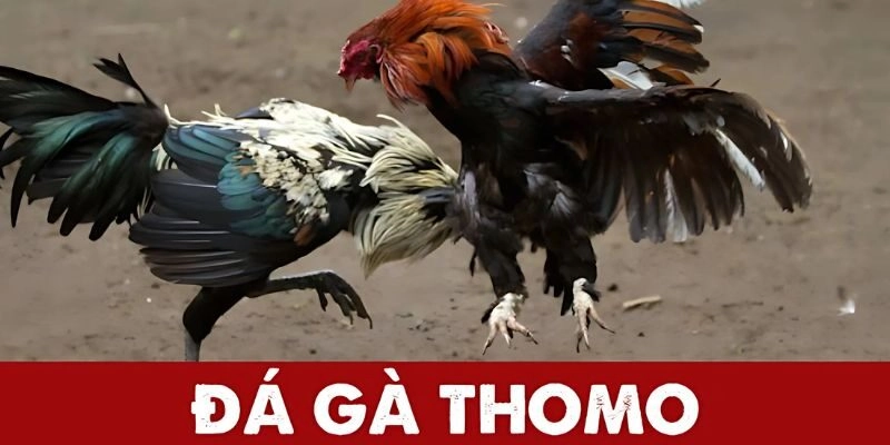 Chiến thuật trong đá gà tại Thomo đòi hỏi sự nhanh nhạy, phân tích kỹ lưỡng